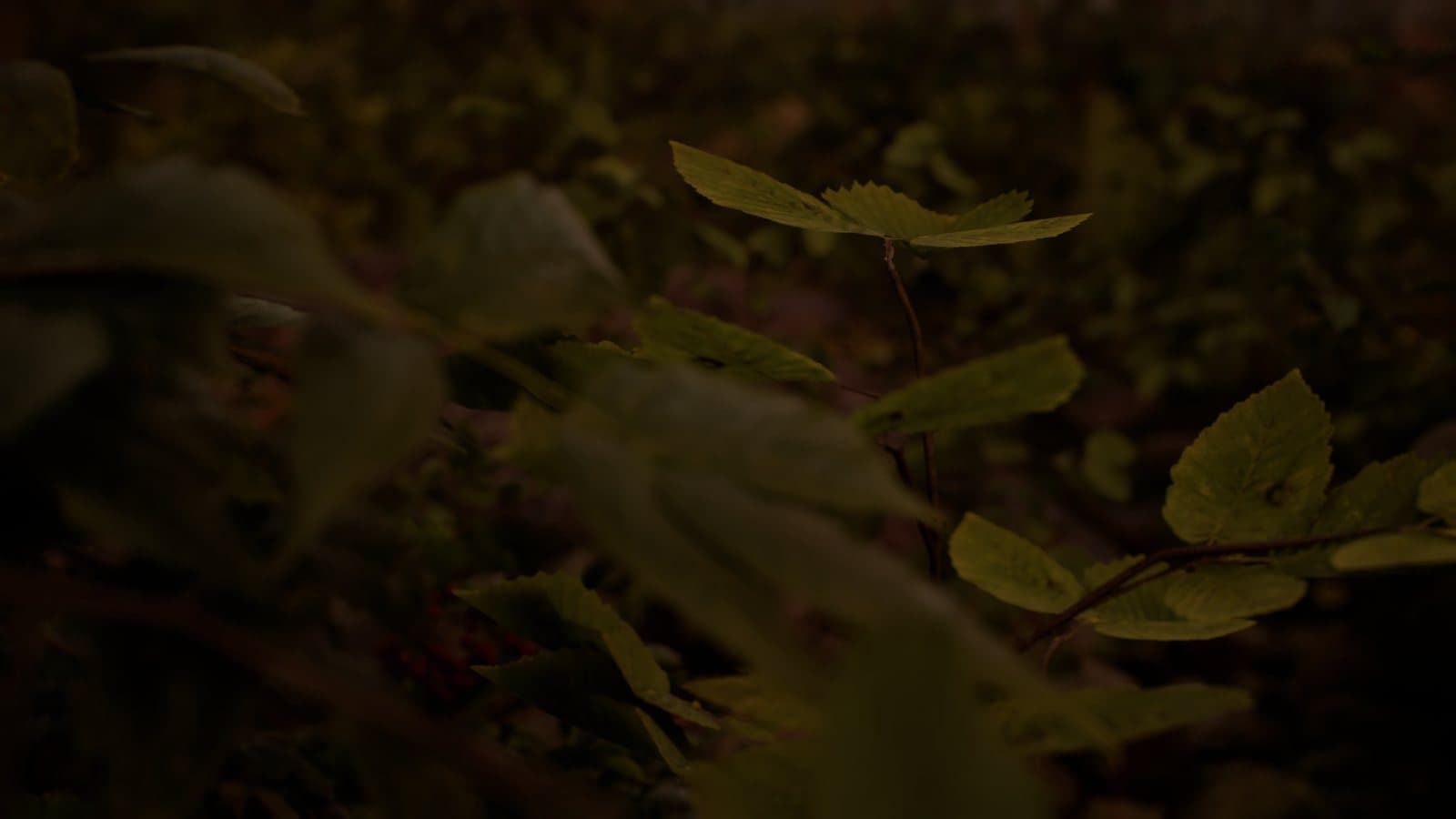 A single sapling leaf catching light in dark undergrowth